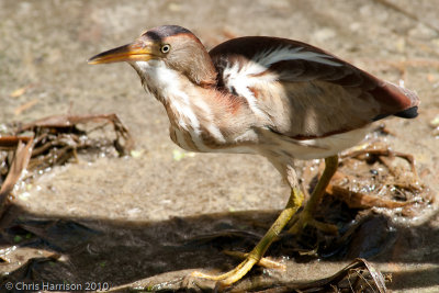 Least Bittern