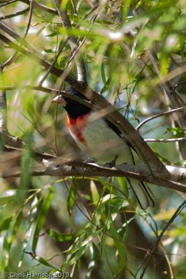 Red-breasted Grosbeak