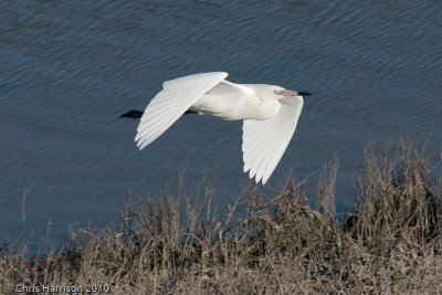 Reddish Egret
