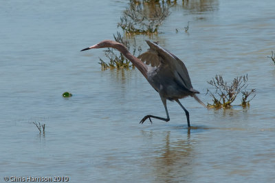 Reddish Egret