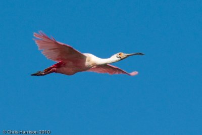 Roseate Spoonbill