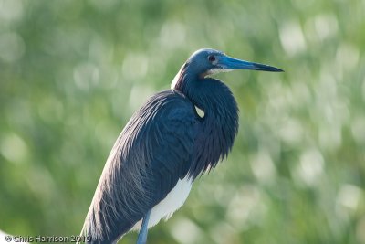 Tricolored Heron