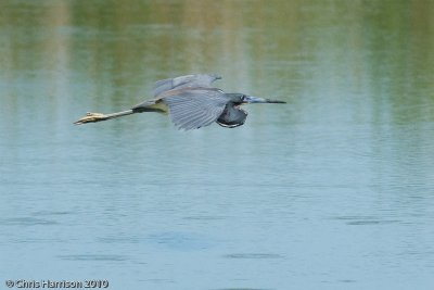 Tricolored Heron