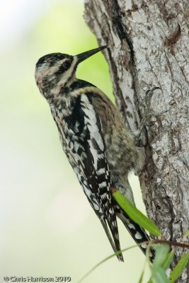 Yellow-bellied Sapsucker