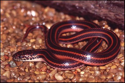 Farancia erythrogrammaRainbow Snake