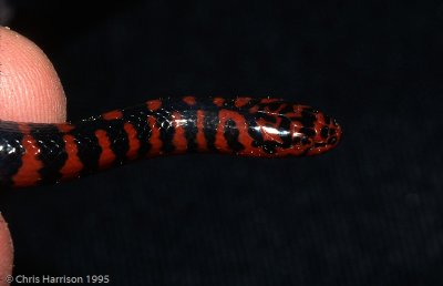 Farancia abacura abacuraSRS