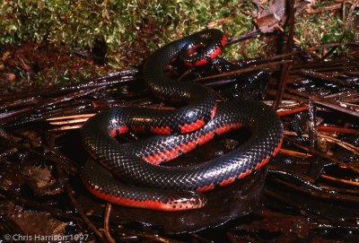 Farancia abacura reinwardtiiWestern Mudsnake