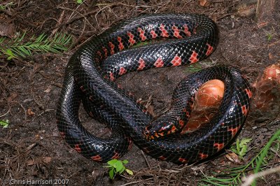 Farancia abacura abacuraEastern Mudsnake