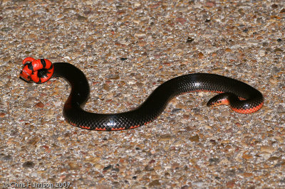 Farancia abacura reinwardtiiWestern Mudsnake