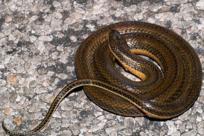 Coniophanes quinquevittatusFive-striped Snake