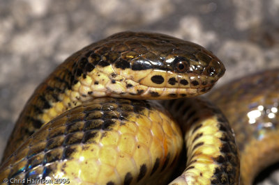 Coniophanes quinquevittatusFive-striped Snake