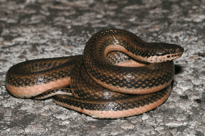 Coniophanes quinquevittatusFive-striped Snake