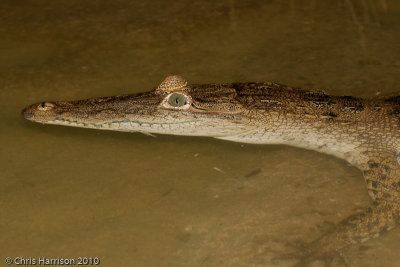 Crocodylus moreletiMorelet's Crocodile