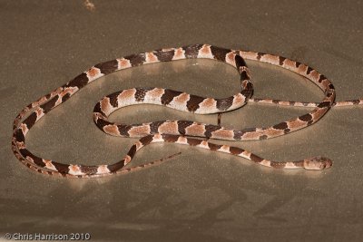 Imantodes tenuissimusYucatán Blunthead Snake
