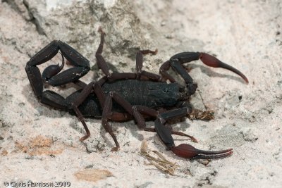 Centruroides cf. gracilis