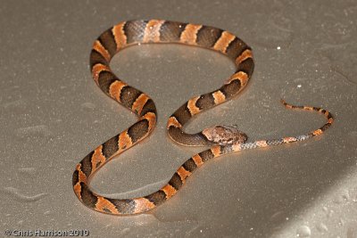 Leptodeira frenataCoba