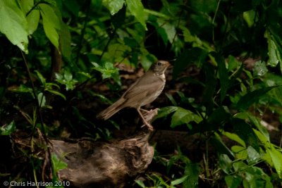 Gray-cheeked Thrush