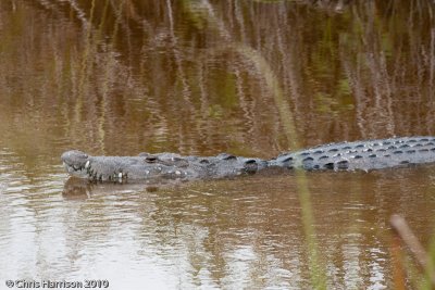 Crocodylus moreletiMorelet's Crocodile