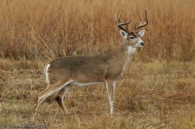 White-tailed DeerOdocoileus virginianus