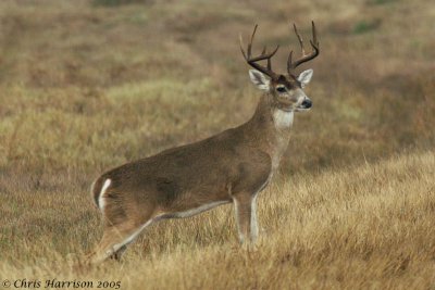 White-tailed DeerOdocoileus virginianus