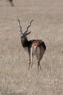BlackbuckAntelope cervicapraSouth Llano River SP