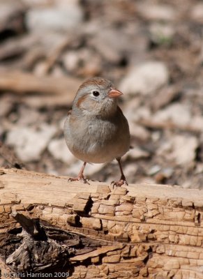 Field Sparrow<br>South Llano River SP