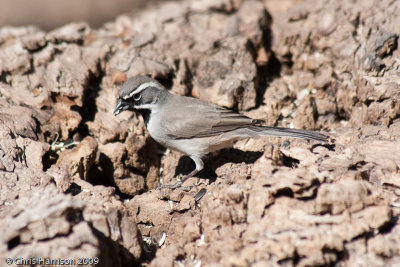 Black-throated Sparrow<br>South Llano River SP
