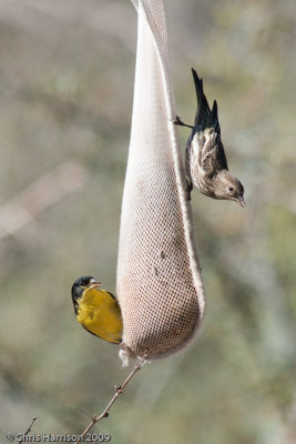 Pine Siskin and Lesser GoldfinchSouth Llano River SP