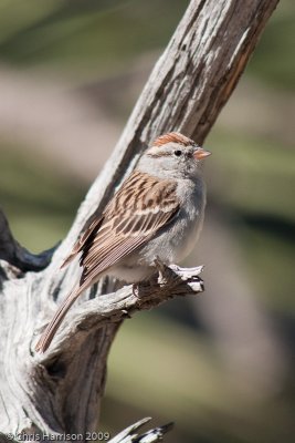 Chipping Sparrow<br>South Llano River SP