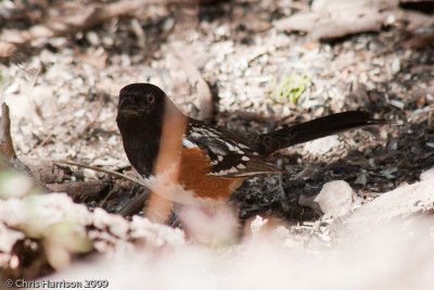 Spotted Towhee<br>South Llano River SP