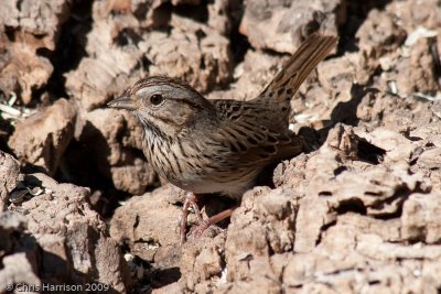 Lincolns Sparrow<br>South Llano River SP