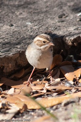 Clay-colored Sparrow<br>South Llano River SP