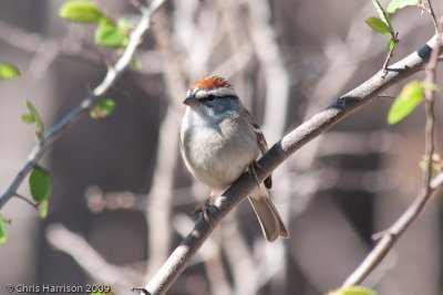 Chipping Sparrow<br>South Llano River SP