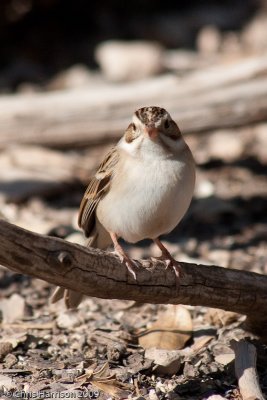 Clay-colored Sparrow<br>South Llano River SP