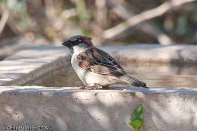 House SparrowSouth Llano River SP