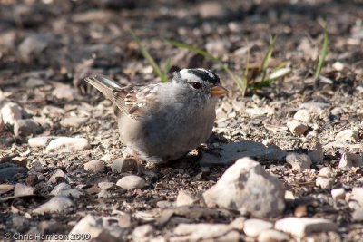 White-crowned Sparrow<br>South Llano River SP