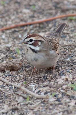 Lark Sparrow<br>South Llano River SP