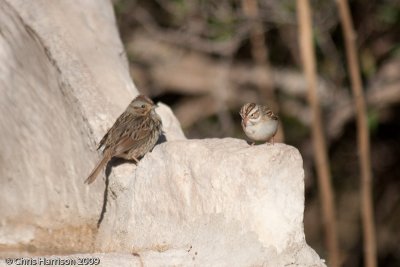 Lincolns and Clay-colored Sparrows<br>South Llano River SP