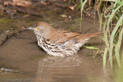 Long-billed Thrasher