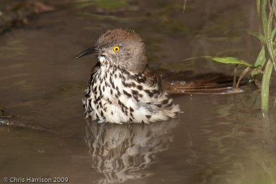 Long-billed Thrasher