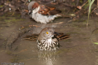 Long-billed Thrasher