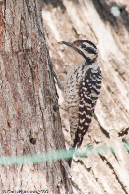 Ladder-backed Woodpecker