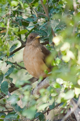 Clay-colored Thrush