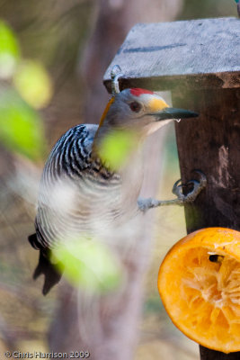 Golden-fronted Woodpecker