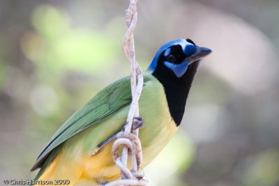 Green Jay