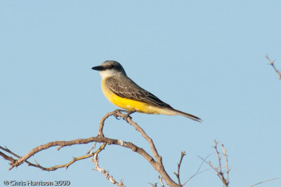 Tropical Kingbird