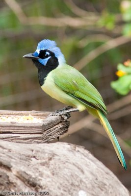 Green Jay