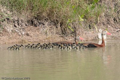 Black-bellied Whistling Duck