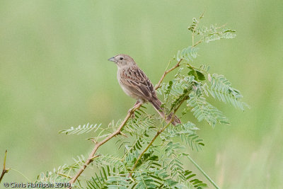Botteris Sparrow<br>Palo Alto Battlefield NP