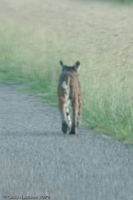 BobcatFelis rufus